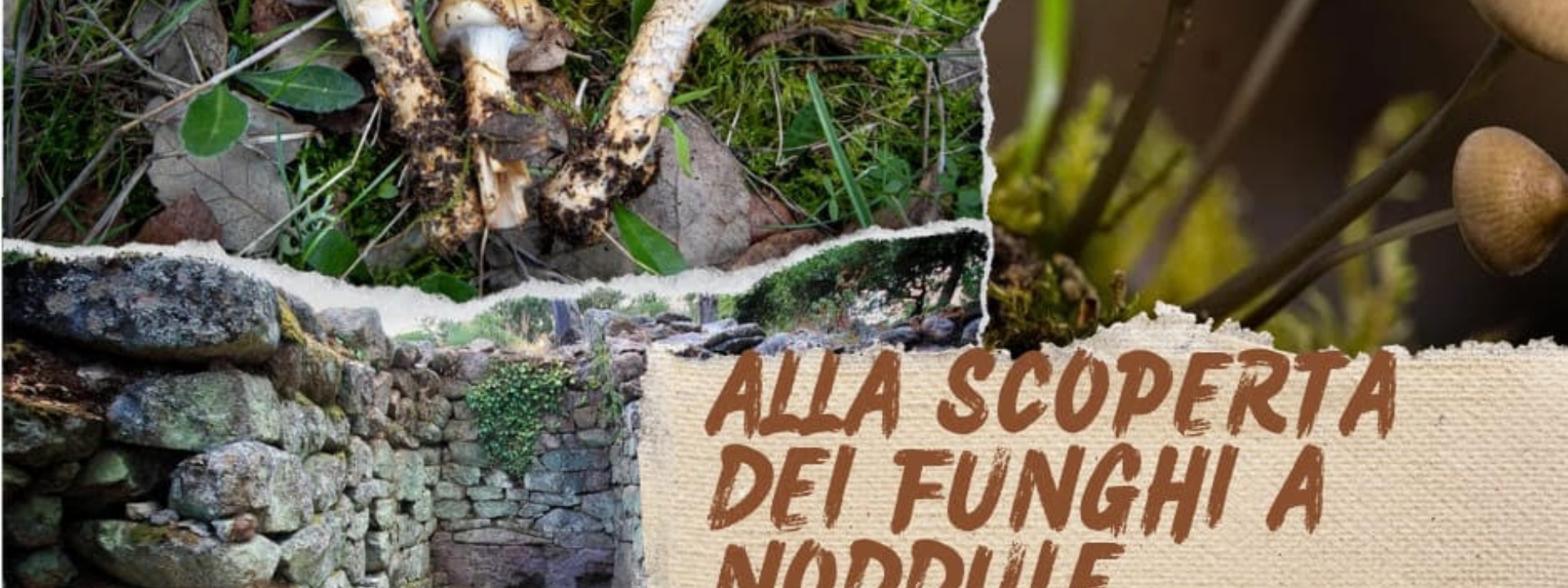 Noddule | Alla scoperta dei funghi - Domenica 20 ottobre