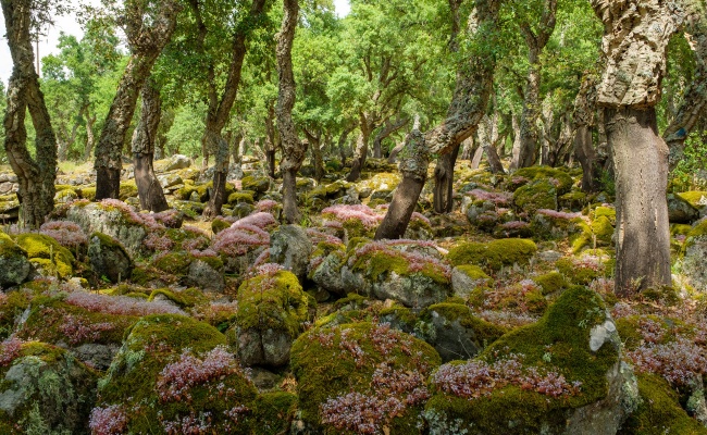 Bitti, Romanzesu. Wald mit den Ruinen eines alten Dorfes