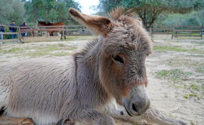 Dorgali, S'abba Frisca park and museum.. Sardinian donkey