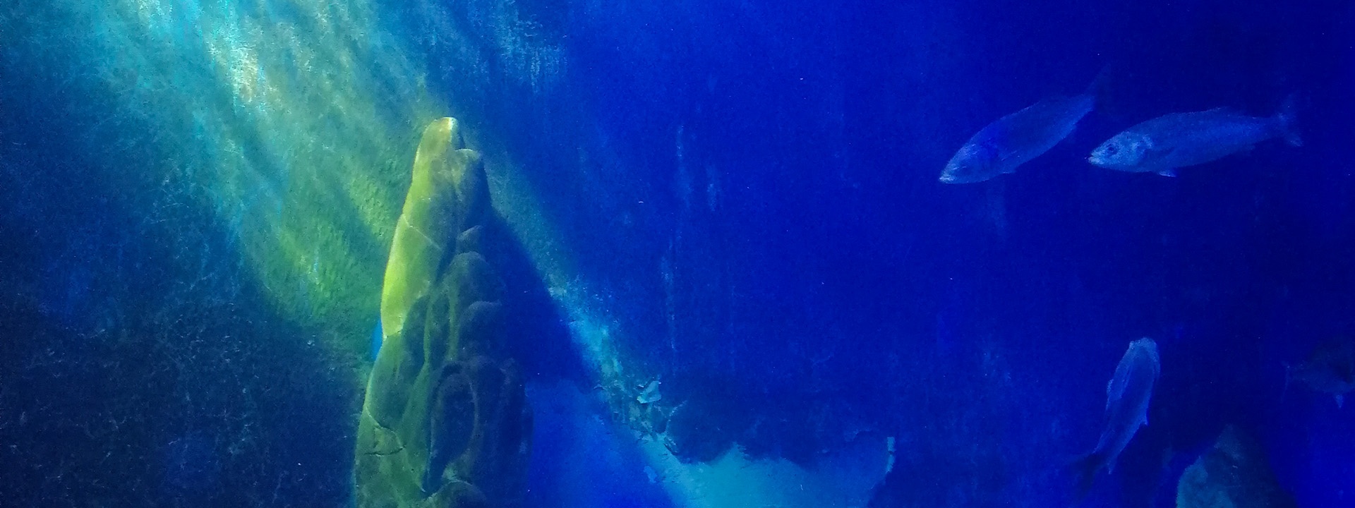 Dorgali, acquario di Cala Gonone