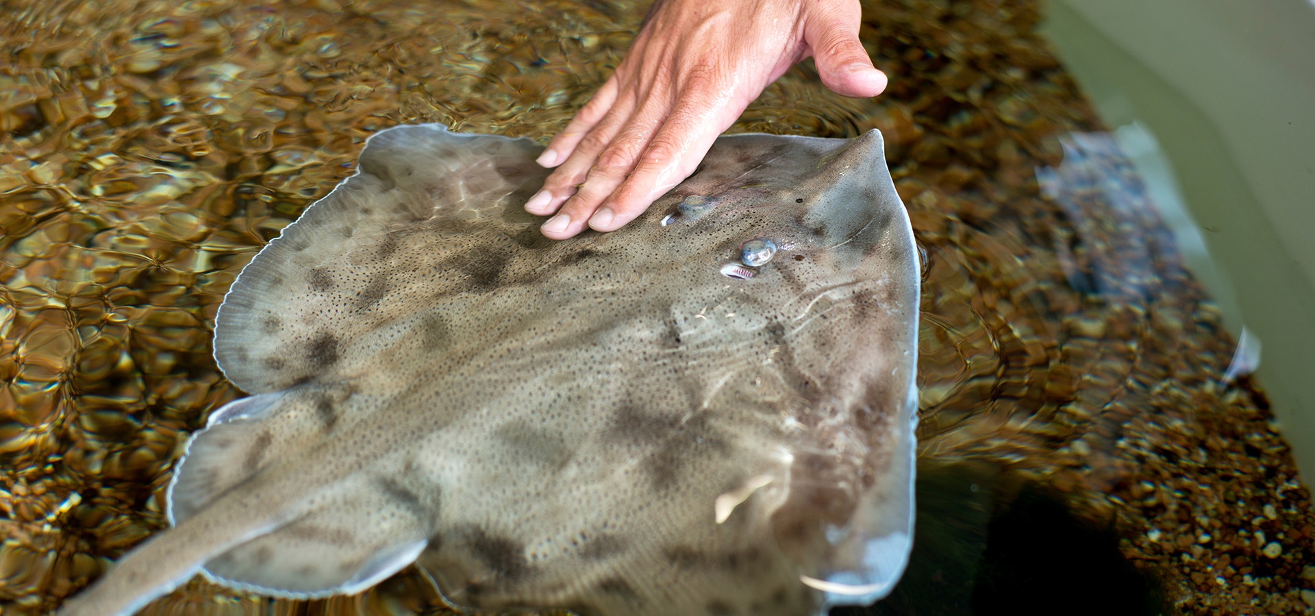 Dorgali, Aquarium de Cala Gonone. Raie