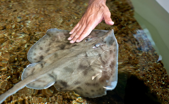 Dorgali, acquario di Cala Gonone. Razza