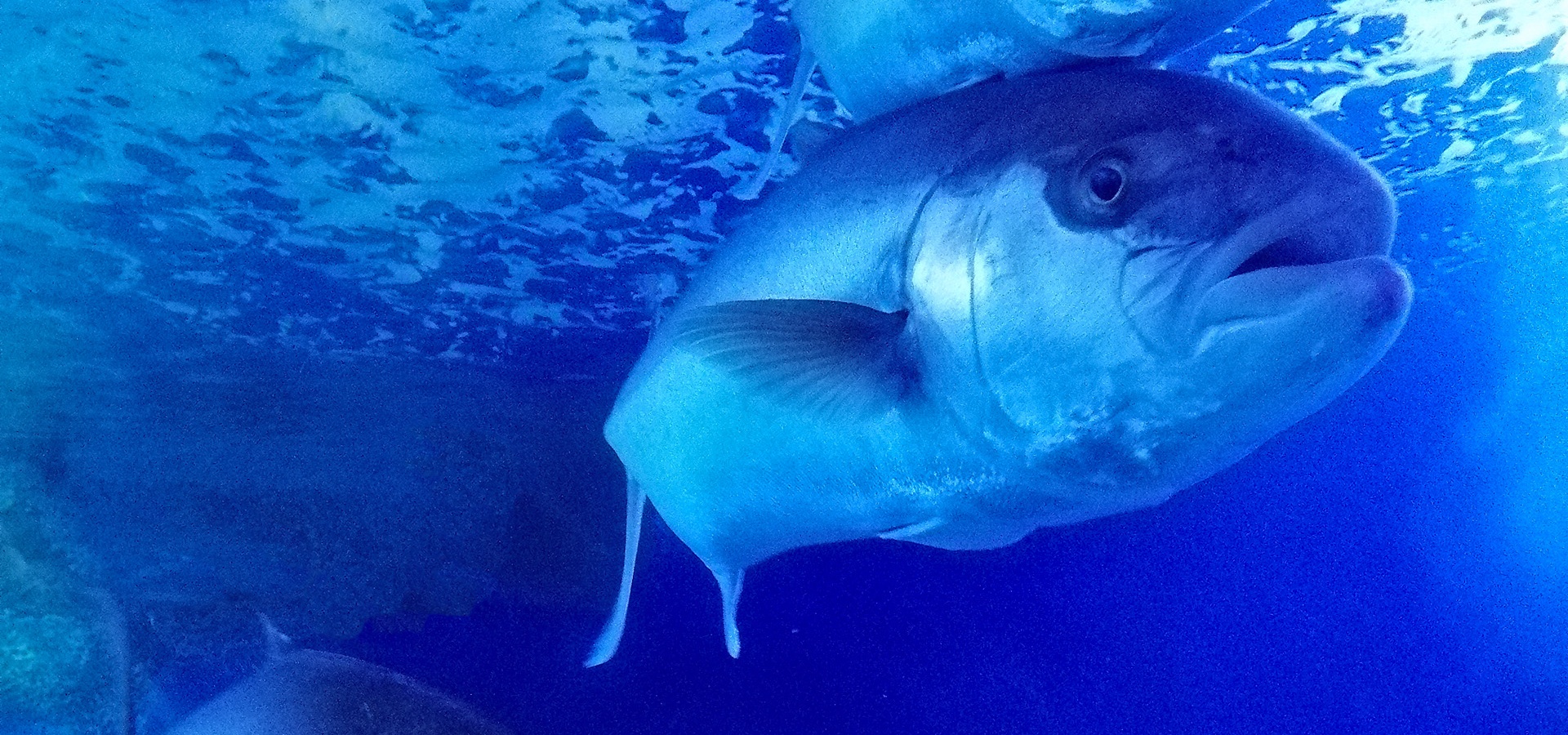 Dorgali, acquario di Cala Gonone. Ricciole