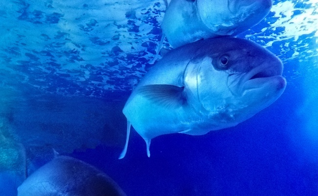 Dorgali, Aquarium de Cala Gonone. Sériole
