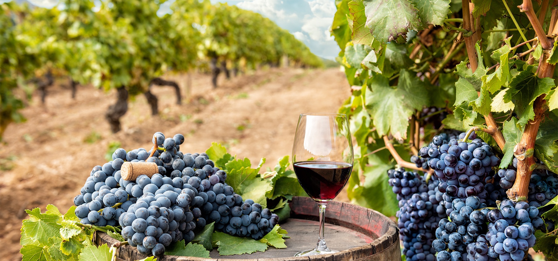 Mamoiada, vigna di Cannonau