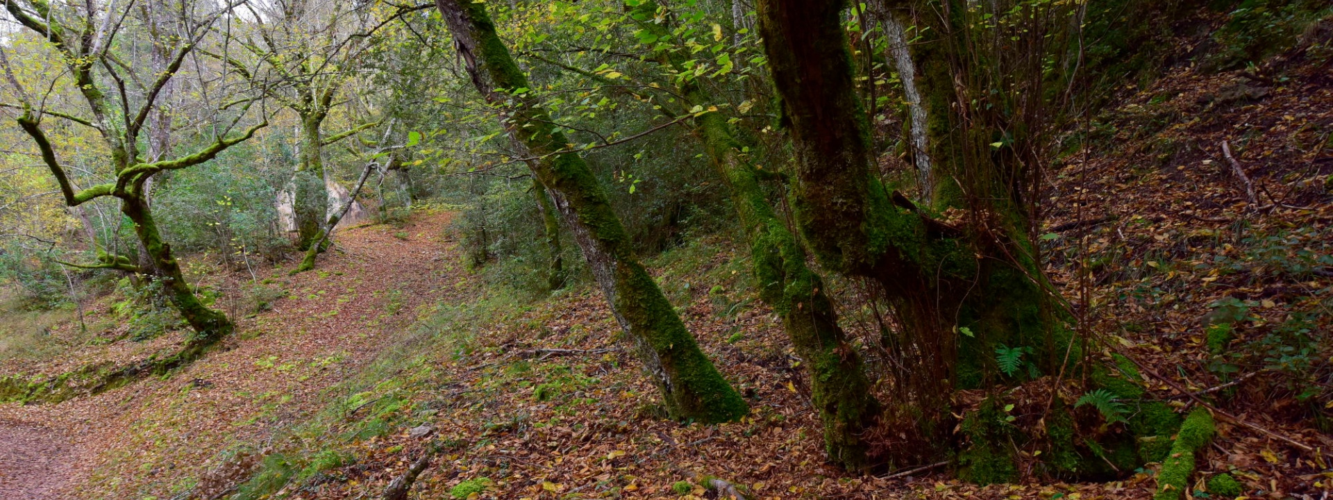 Meana Sardo, foresta Ortuabis