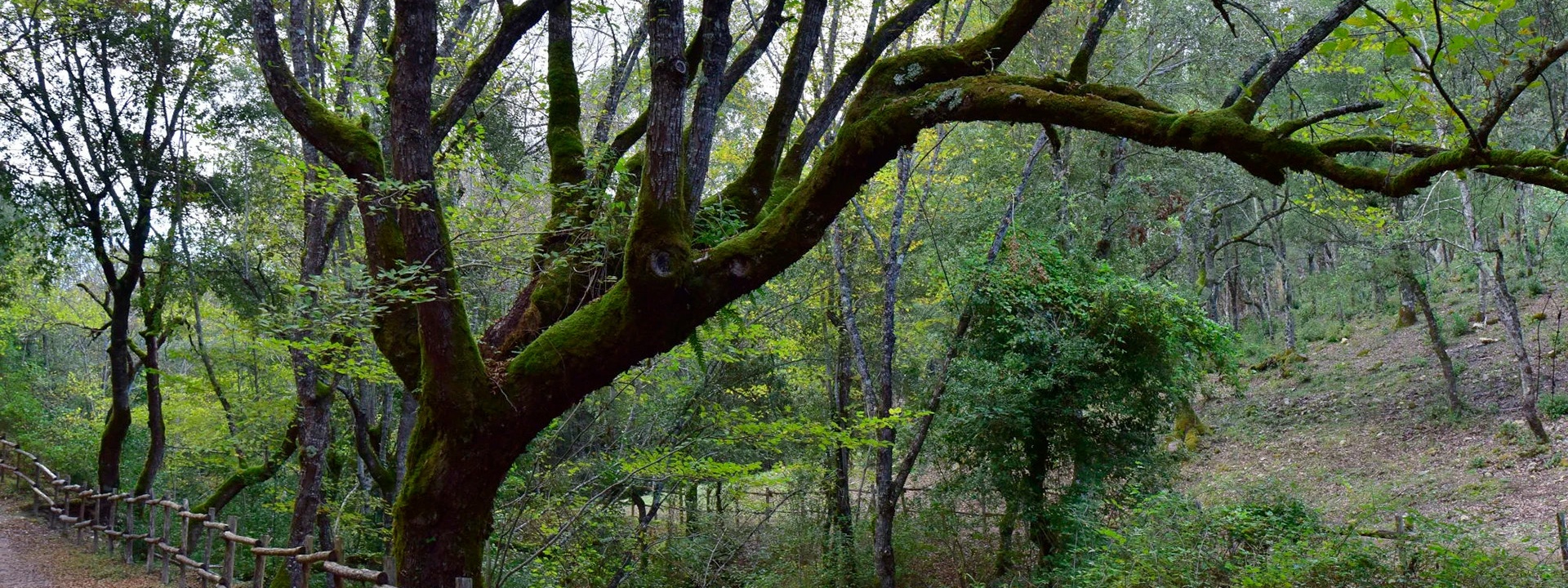 Meana Sardo, Su Cumonali
