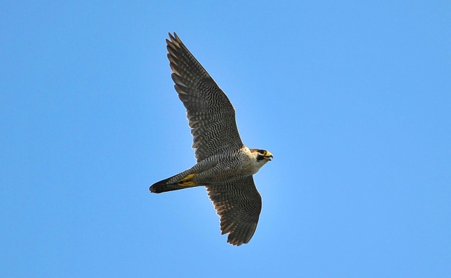 Nuoro, Monte Ortobene. Falco pellegrino