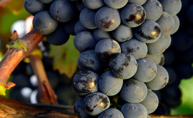 Oliena, Cannonau bunch