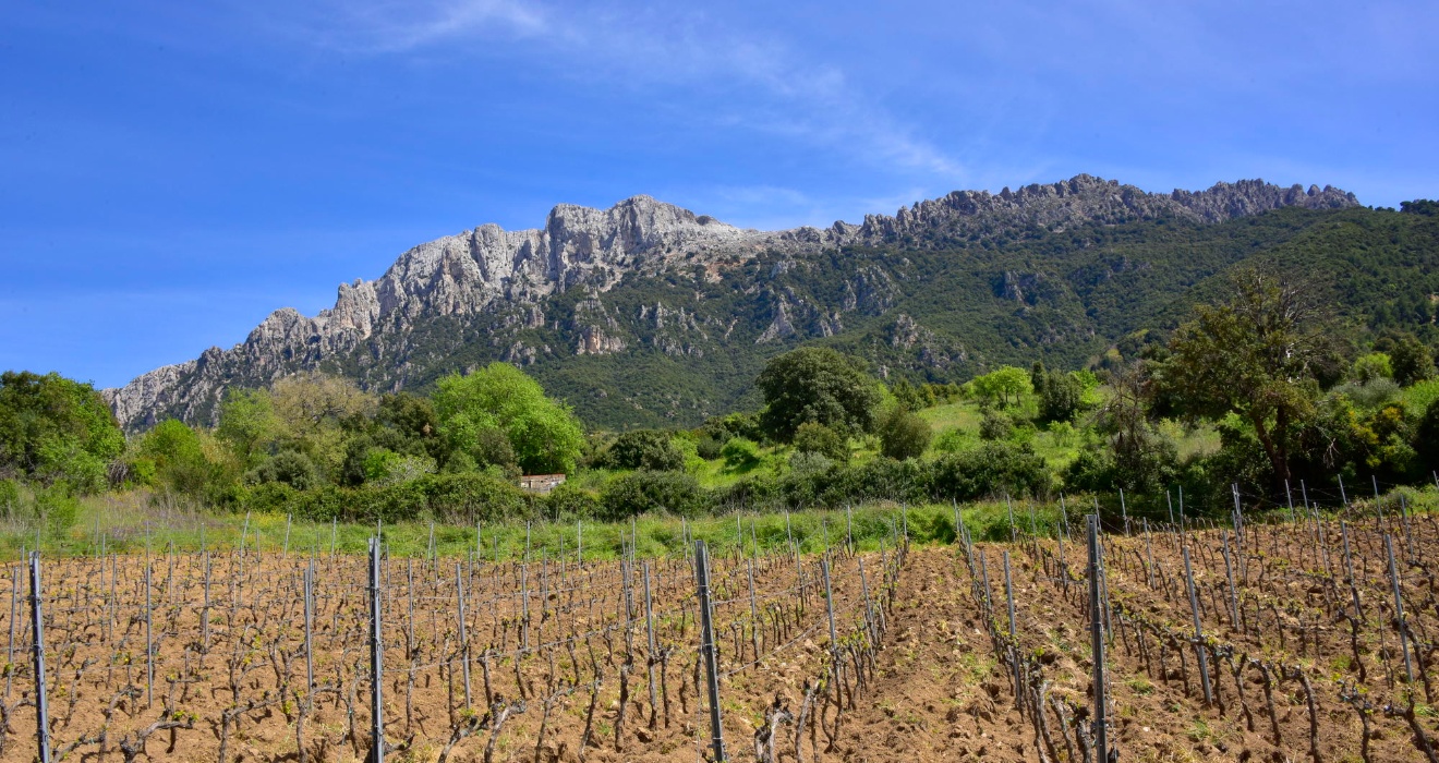 Oliena, vigna di Cannonau
