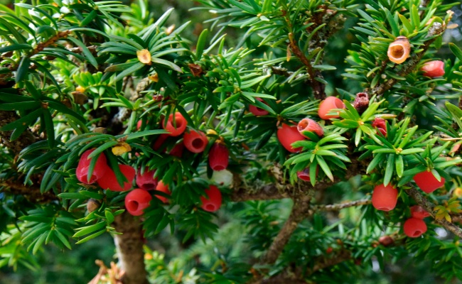 Oliena, European yew