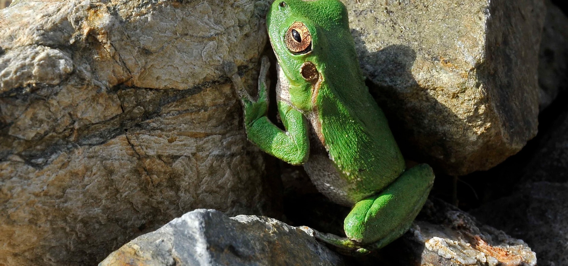 Sarule, Monte Gonare. Sardischer Laubfrosch