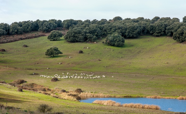 Sarule, pascolo permanente di alta collina