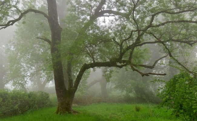 Sorgono, Santu Luisu forest