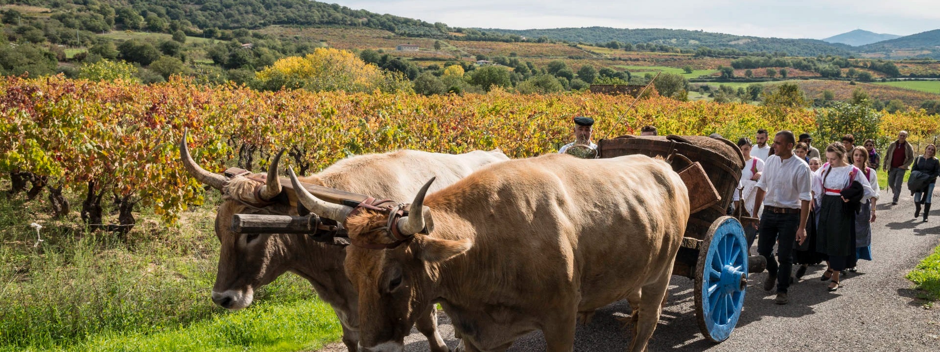 Sorgono, harvest with oxen