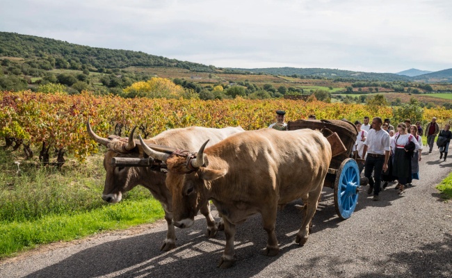 Sorgono, vendemmia coi buoi