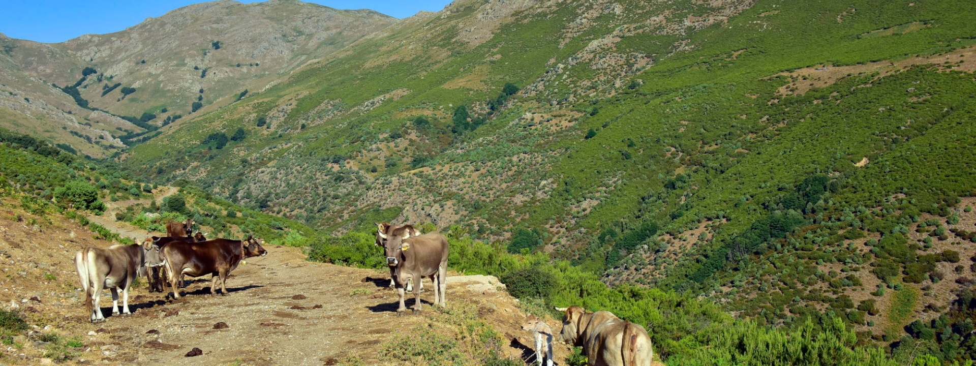 Villagrande Strisaili, Bacu Seardu