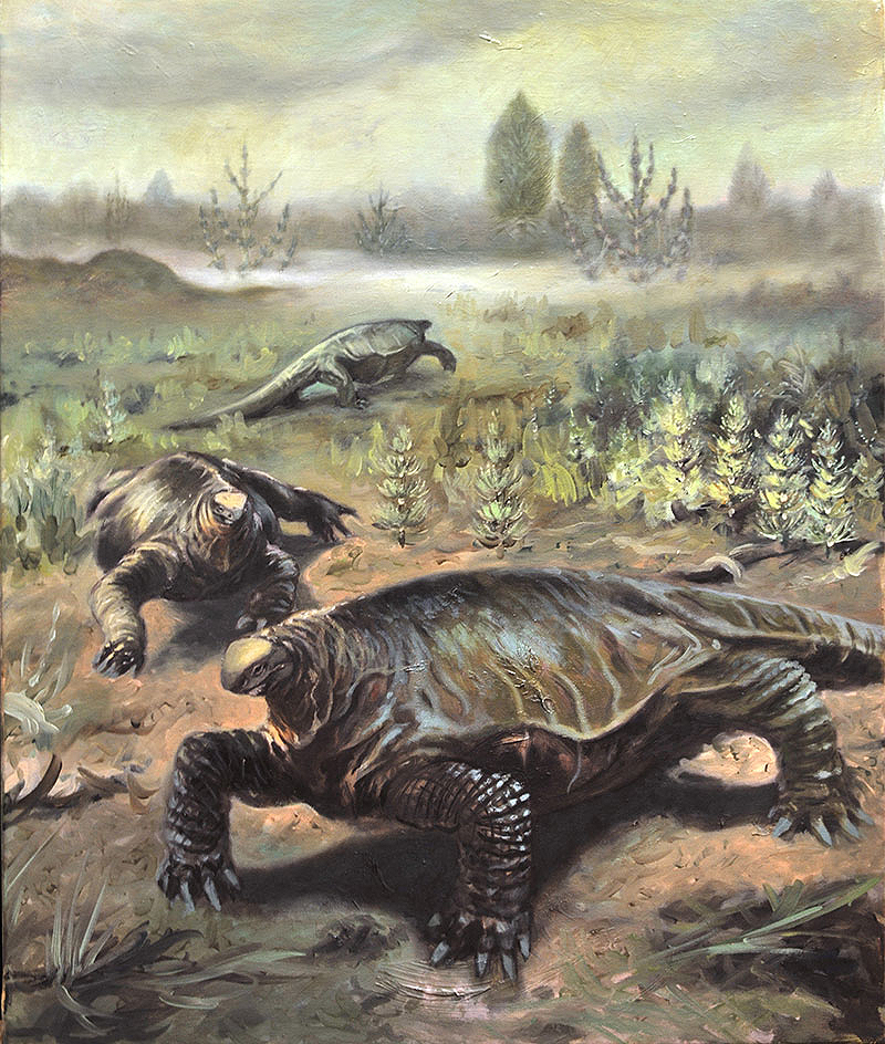 Ricostruzione dell’artista italiano Emiliano Troco. Fig. 11 in Romano, M., Ronchi, A., Maganuco, S., and Nicosia, U. 2017. New material of Alierasaurus ronchii (Synapsida, Caseidae) from the Permian of Sardinia (Italy), and its phylogenetic affinities. - © Palaeontologia Electronica 20.2.26A: 1-27 palaeo-electronica.org/content/2017/1889-new-material-of-alierasaurus