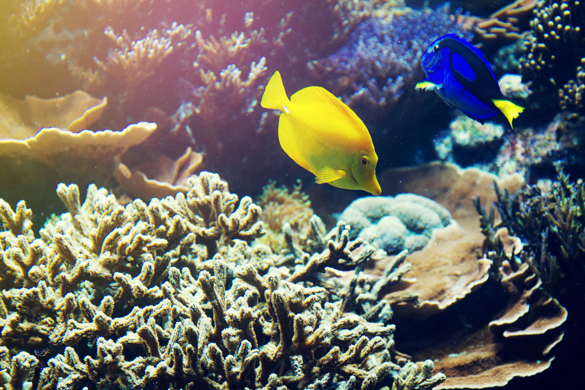 Acquario - 