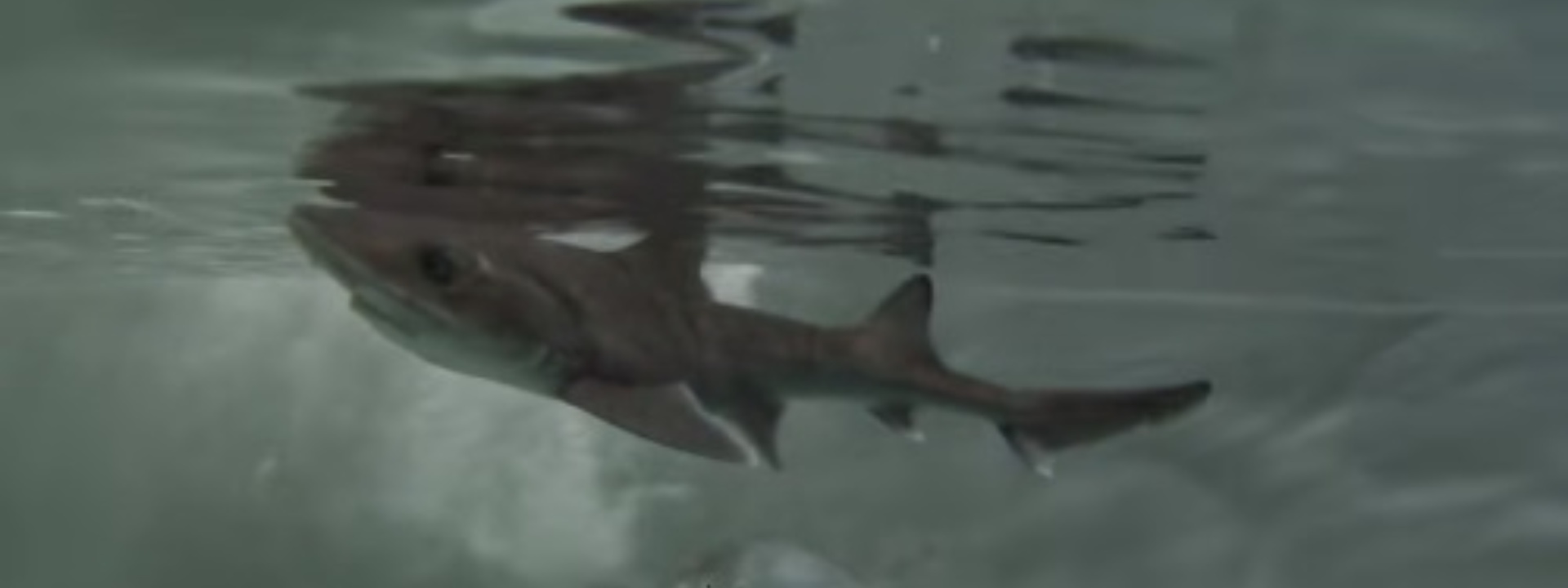 ACQUARIO CALA GONONE | ISPERA PRIMO CASO AL MONDO  DI PARTENOGENESI