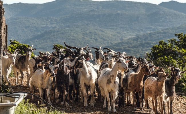 Ziegen werden in der Landschaft von Ogliastra gezüchtet