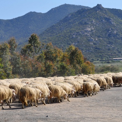 Transumanza - © Schohn - stock.adobe.com