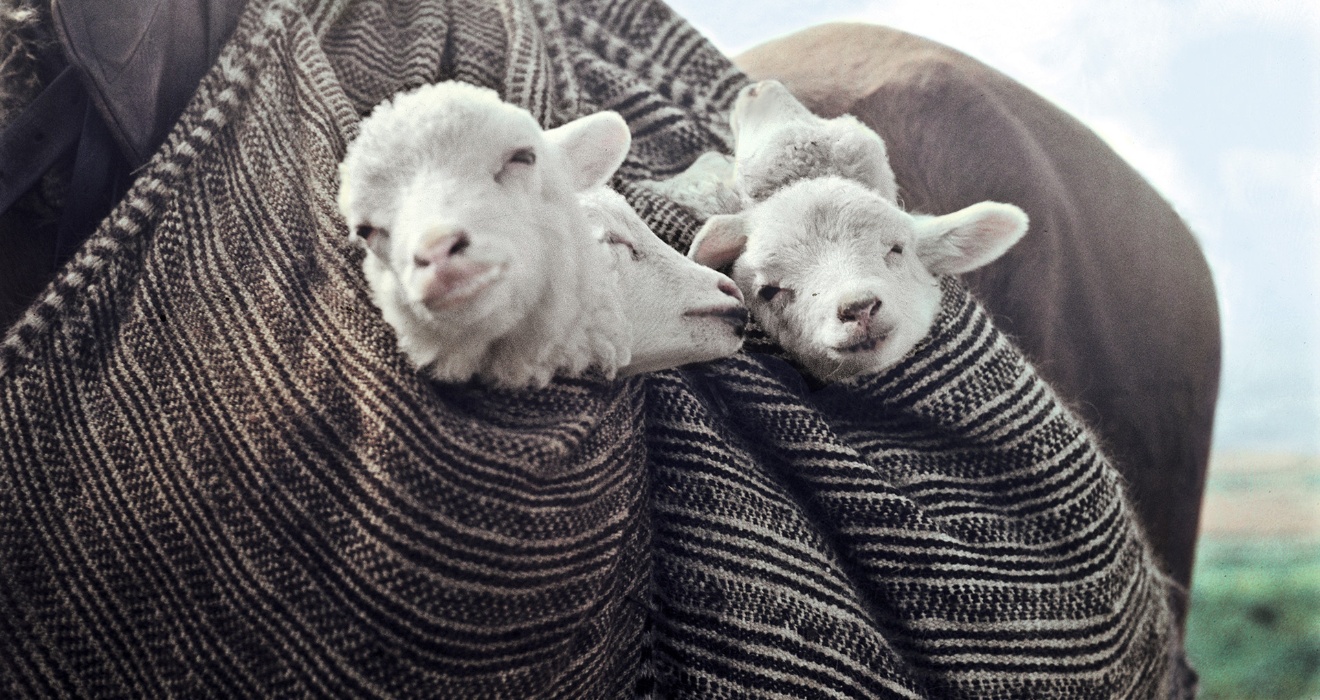 Auf den Wanderrouten wurden die neugeborenen Lämmer in die Satteltasche gesteckt und auf dem Pferd transportiert. 1950er Jahre