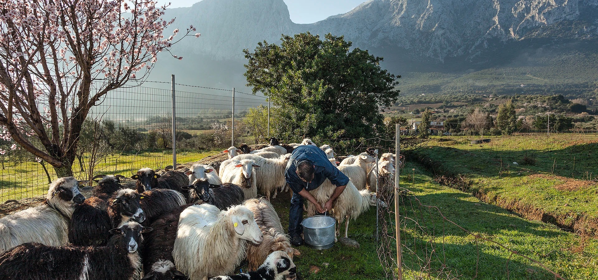 Oliena, Papierzüchtung. Ein Hirte melkt seine Schafe