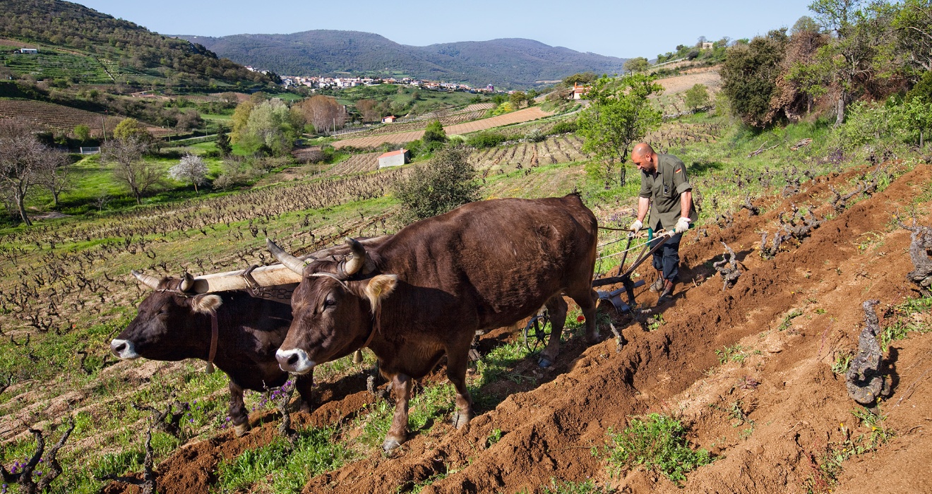 Mamoiada. Aratura tradizionale del vigneto: l’aratro è trainato da un giogo di buoi