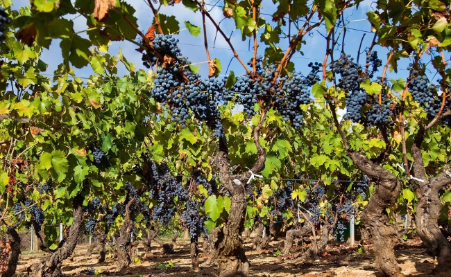 Mamoiada, vecchio vigneto di Cannonau
