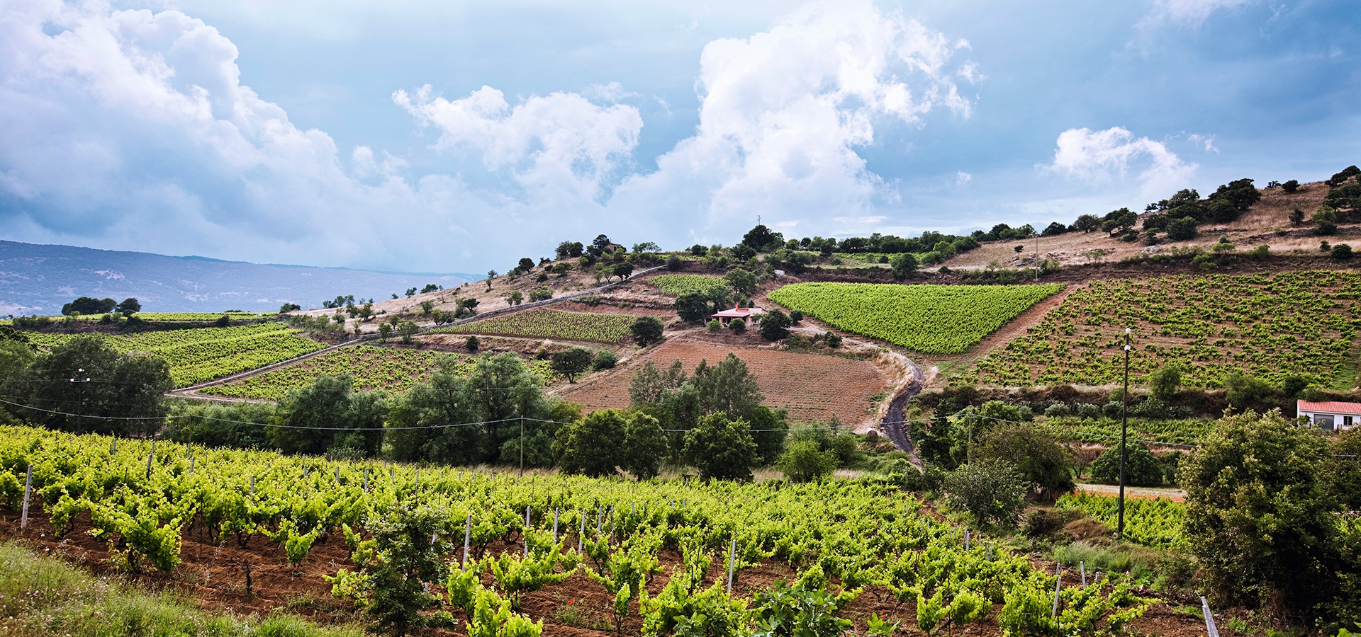 Mamoiada, vitigno di Cannonau