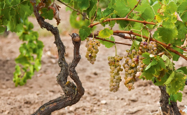 Un vecchio ceppo di Granazza fotografato in un vigneto della Barbagia di Ollolai