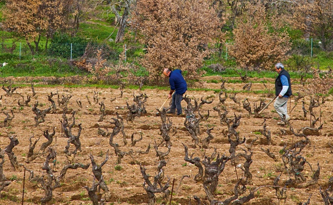 Mamoiada, areale vitato